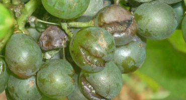 Proč hrozny praskají a co dělat?